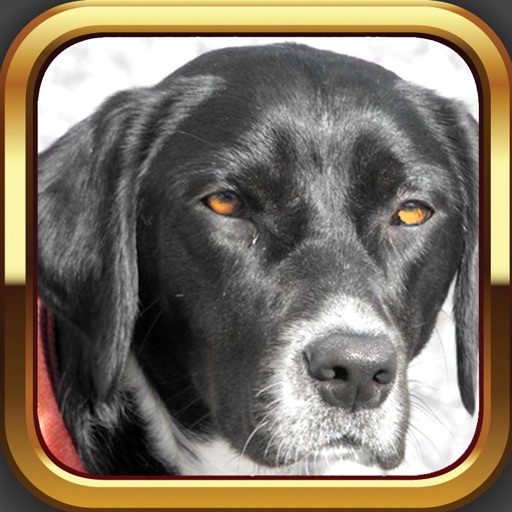 How to paint a dog with award-winning artist: Amazing drawing and painting app icon