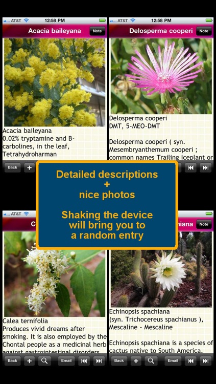 Psychoactive Plants and Fungi