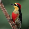Woodpeckers Guide!