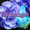 Hydrangea -Free to Play Suspense app -