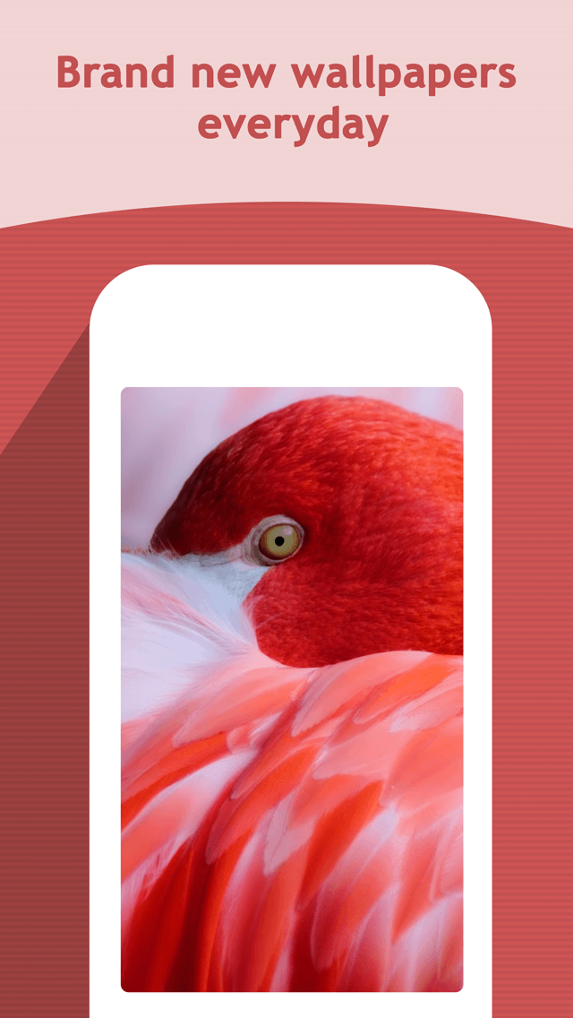 HD Wallpapers Backgrounds