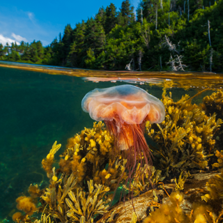 newfoundland and labrador: a sea of change