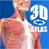 Atlas 3D Musculoesquelético y Puntos Gatillo del Dolor