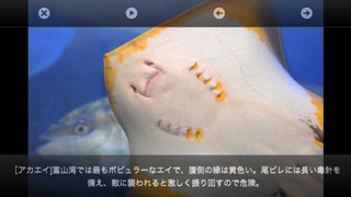 魚津水族館ＡＲおさかな図鑑のおすすめ画像3