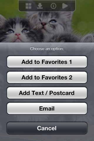 Baby Cats & kittens Wallpapers HD for iPhone screenshot 4