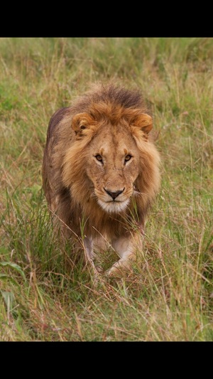 Rick's Big Cats - Wallpaper from Photographer Rick Sammon(圖1)-速報App