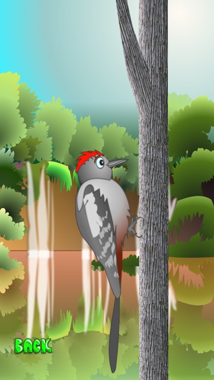 Woodpecker Mania