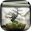 Bonsai Tree Artwork Gallery HD – Art Plants Wallpapers , Themes and Collection Backgrounds