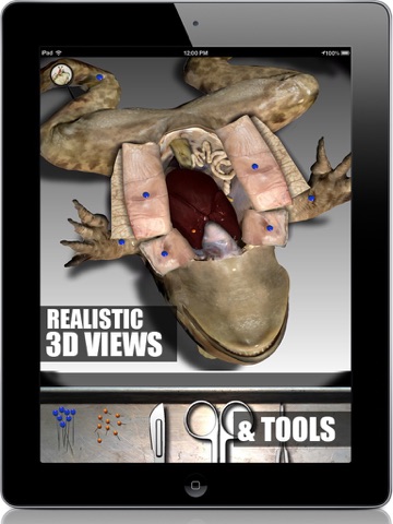 Froguts Frog Dissection HD for iPad screenshot 4