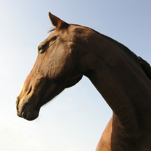 Horsemanship - Equestrian lessons for horse back riders icon