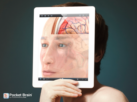 Screenshot #4 pour Pocket Brain - Neuroanatomie Intéractive