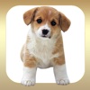 A Pet Puppy Booth for iPhone