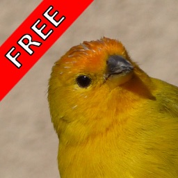 Bird Sounds FREE