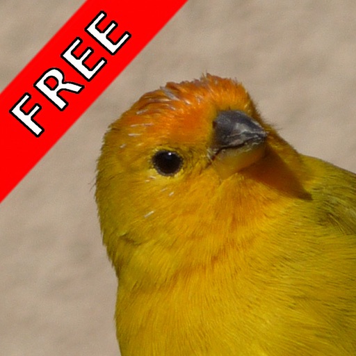 Bird Sounds FREE Icon