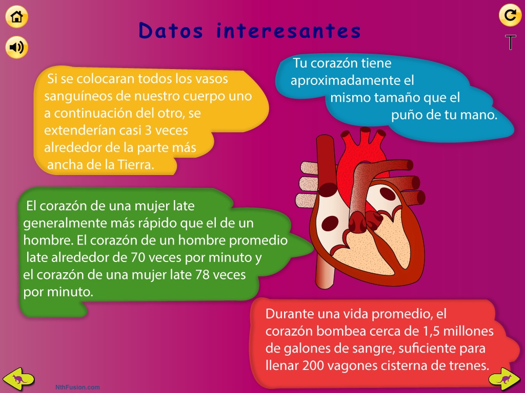 Los órganos del cuerpo para niños: Enseña a los niños en el hogar y en las aulas, alrededor de diecisiete diferentes órganos (cerebro, el páncreas, los riñones y muchos más) screenshot 4