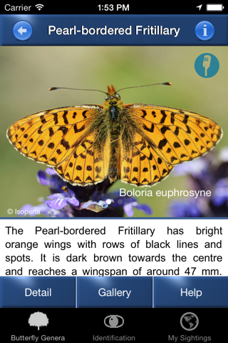 Butterfly Id - UK Field Guide screenshot 2
