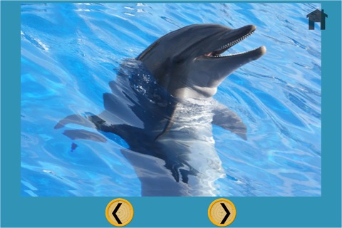 dolphins dart game for kids - no ads screenshot 2