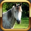 Irish Horsemanship - The Best Equestrian Horse and Pony App