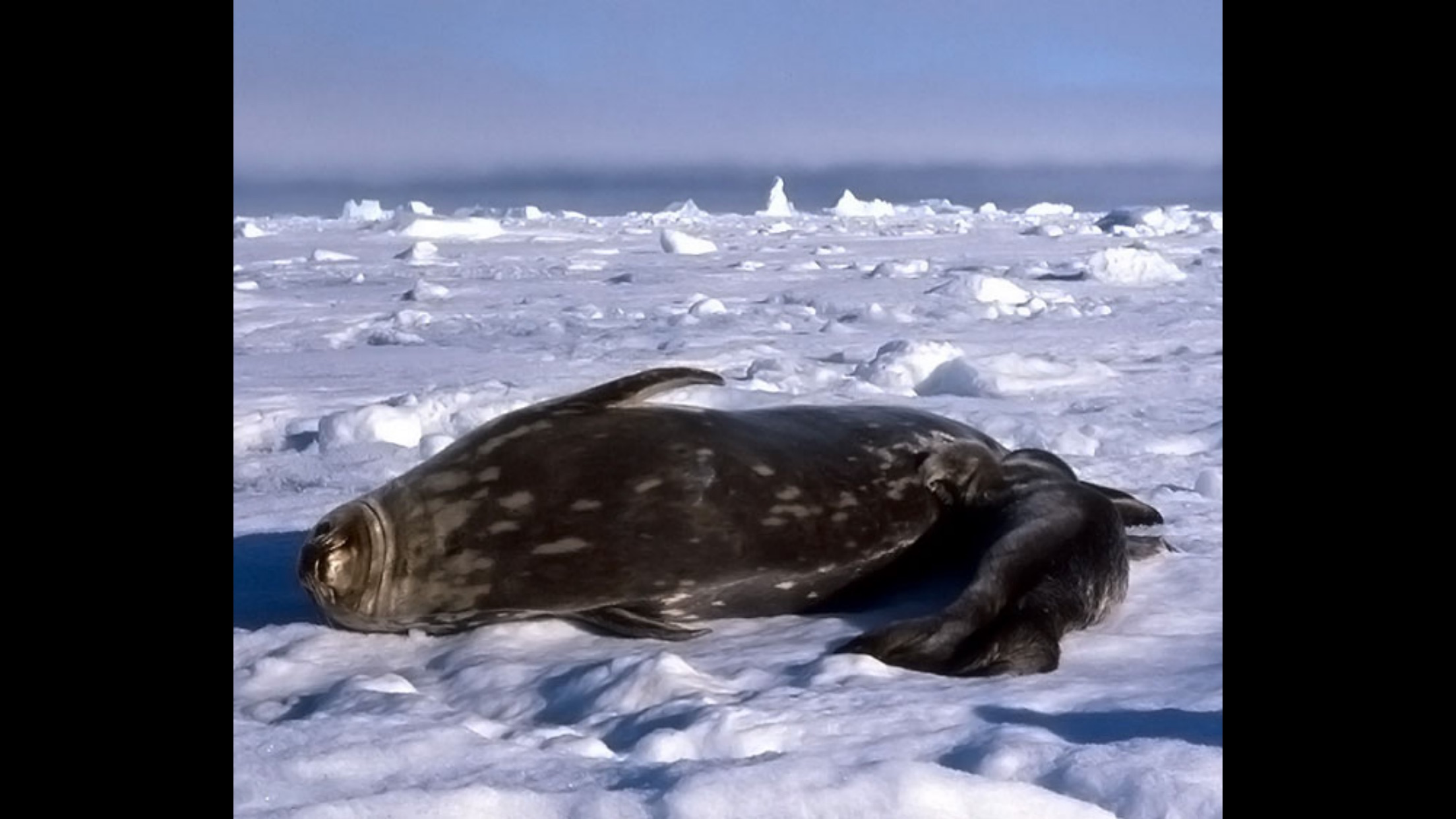 Animals Antarctica