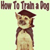 How to Train a Dog: Teach Your Dog Obedience Training!