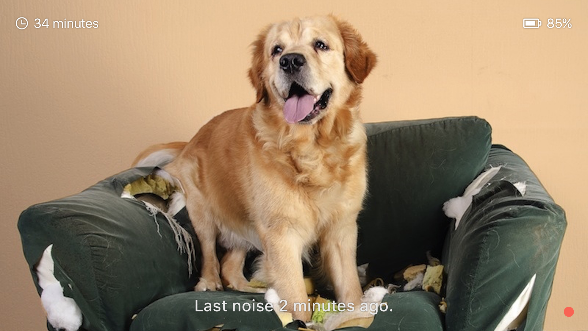 Dog Monitor