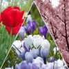 Spring Flowers Wallpapers Free