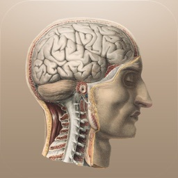 Anatomie Classique