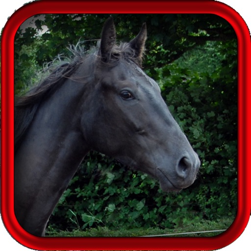 Equine Vet – Horse Medical App for all Equestrians icon