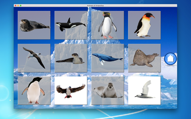 Animals of Antarctica(圖4)-速報App