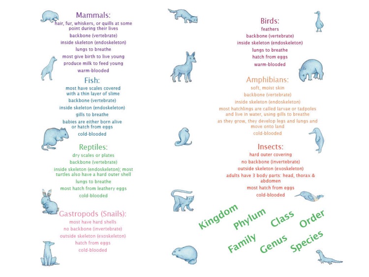 Fur and Feathers (Picture Book) screenshot-4