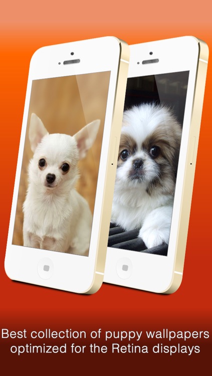 Wallfive HD Wallpapers - Cute Puppies