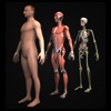 Drill Down Anatomy by WAGmob