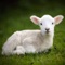 Presenting a completely Free Farm Animal Sounds compilation app with high quality sounds from various farm animals