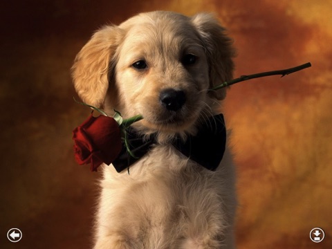 Puppies Adorable Wallpapers for new iPad - Great HD photo screen backgrounds of cool dogs screenshot 4