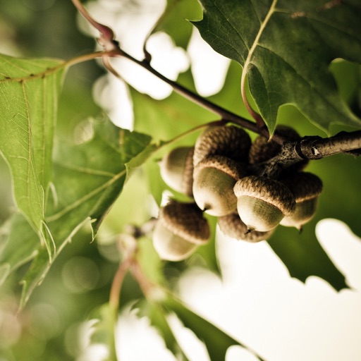 Variation of Plants icon