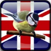 Birds of Britain