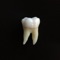 T Morphology Exam Preparation App developed by dentists, provides a useful study tool for dental undergraduate and postgraduate students in learning about and mastering the morphology of permanent dentition