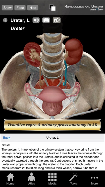 Reproductive and Urinary Anatomy Atlas: Essential Reference for Students and Healthcare Professionals screenshot-0