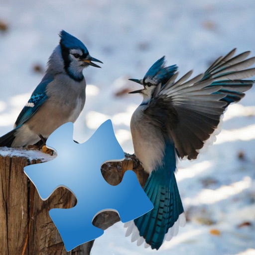 Birds Puzzle Guru icon