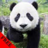 Panda Photos & Video Galleries FREE