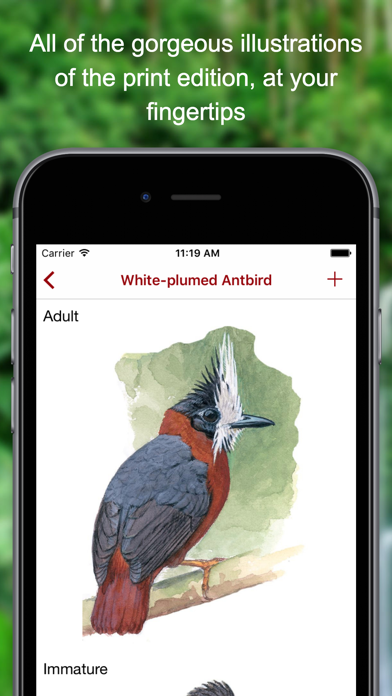 Birds of Peru Screenshot