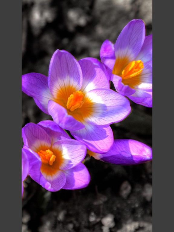 Screenshot #5 pour Flowers HD Wallpaper - Great Collection