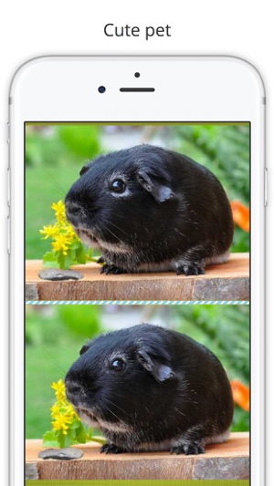 Find the Difference in Guinea Pig(圖3)-速報App