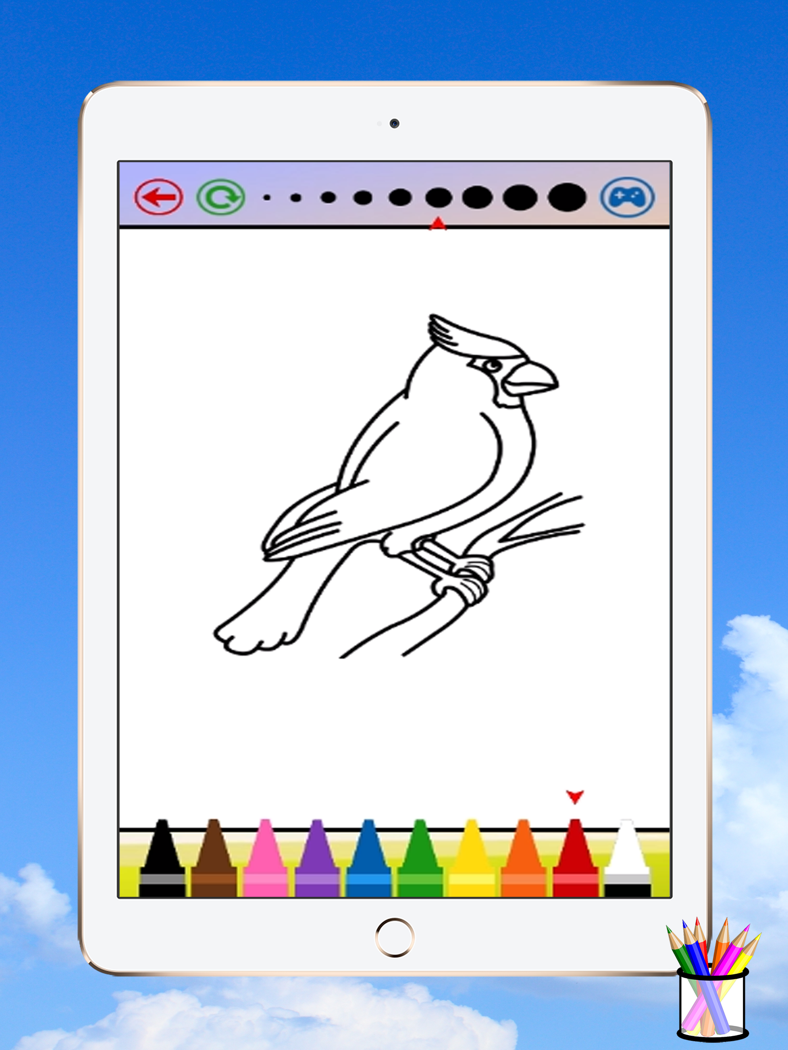 Bird Coloring Book For Kids
