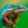 Chameleon Wallpapers HD: Quotes Backgrounds with Art Pictures