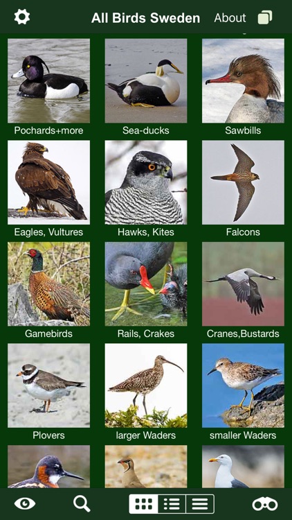All Birds Sweden - A Complete Field Guide to the Official List of Bird Species Recorded in Sweden screenshot-3