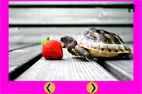 beautiful amazing turtles for kids - no ads screenshot 4