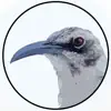 BirdsEye Galápagos contact information