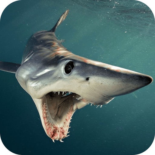 Frontline Shark Attack ~ Fishing Seaside Adventure pro icon