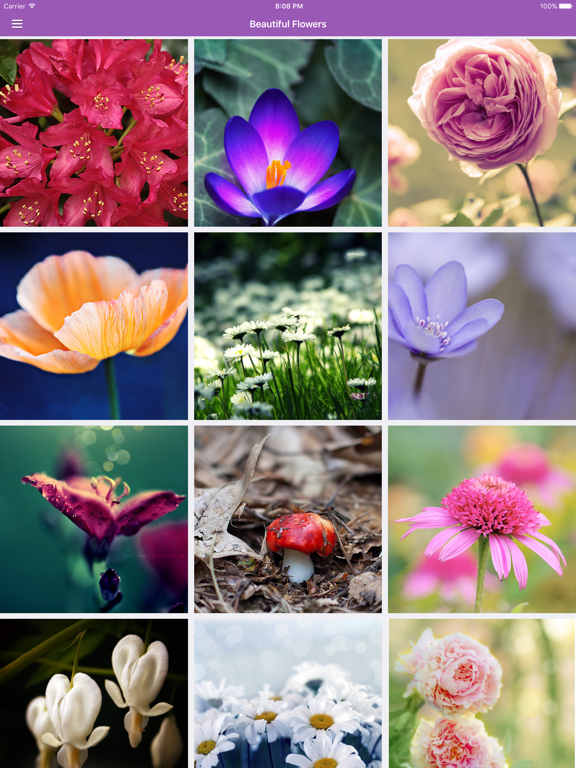 Screenshot #5 pour Flowers Daily